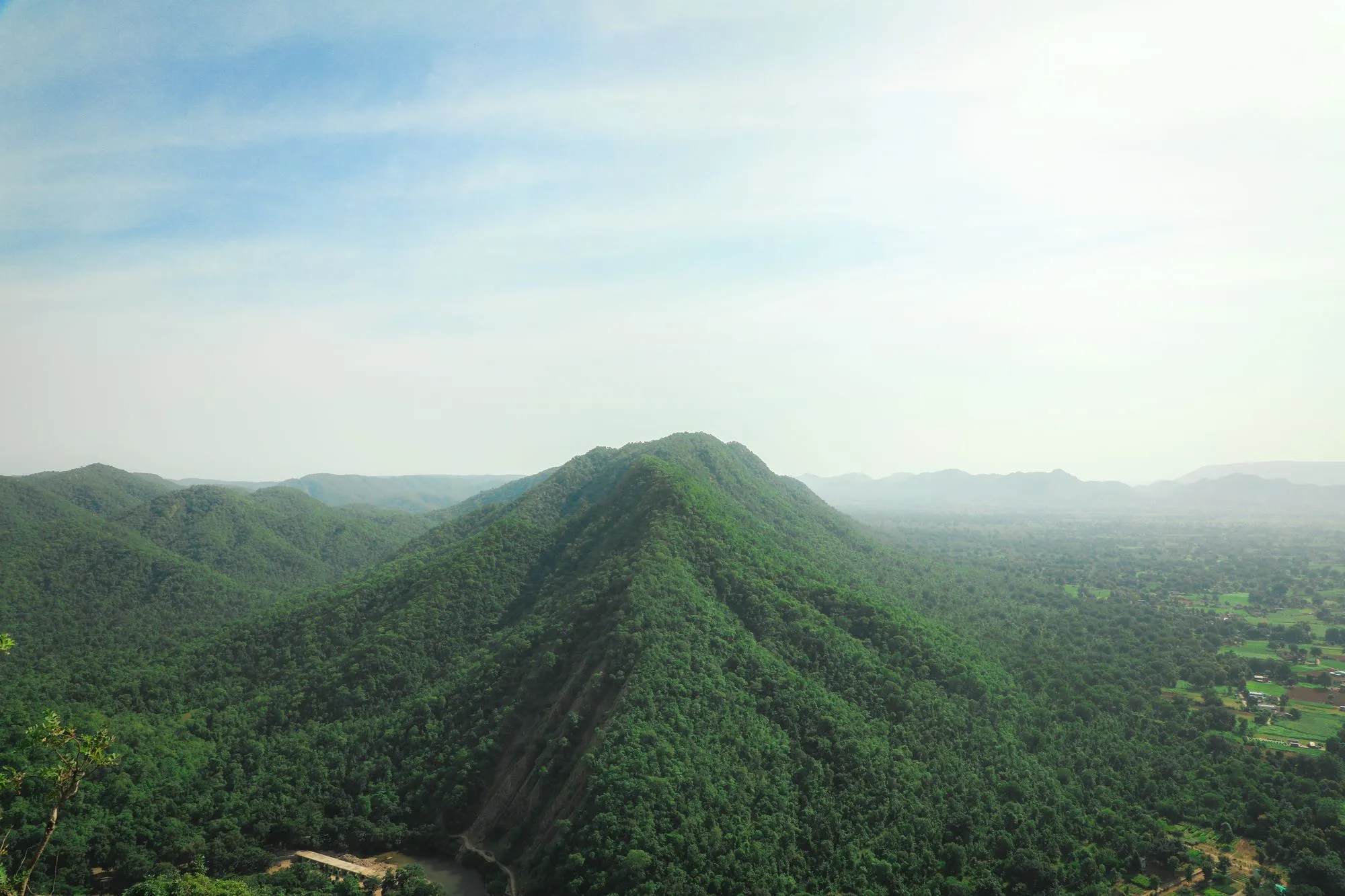 Polo Forest 1