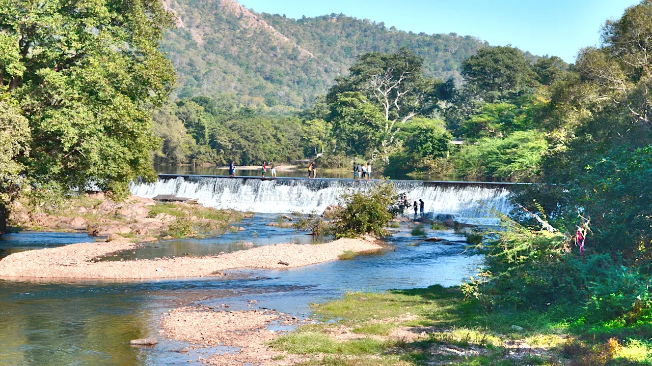 Polo Forest 3